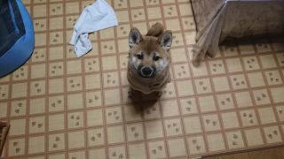LIFE ④ | 豆太郎と過ごす小さな幸せ ― 柴犬がくれる心の安らぎと、日々のリズム