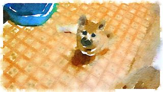 🐾 LIFE ⑤｜豆太郎シリーズ 第1弾 ―小さな相棒がくれる静かな幸福—