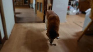 🐕LIFE ⑥ | 豆太郎シリーズ 第2弾 朝の冒険 — 小さなルーティンがくれる安心感 —