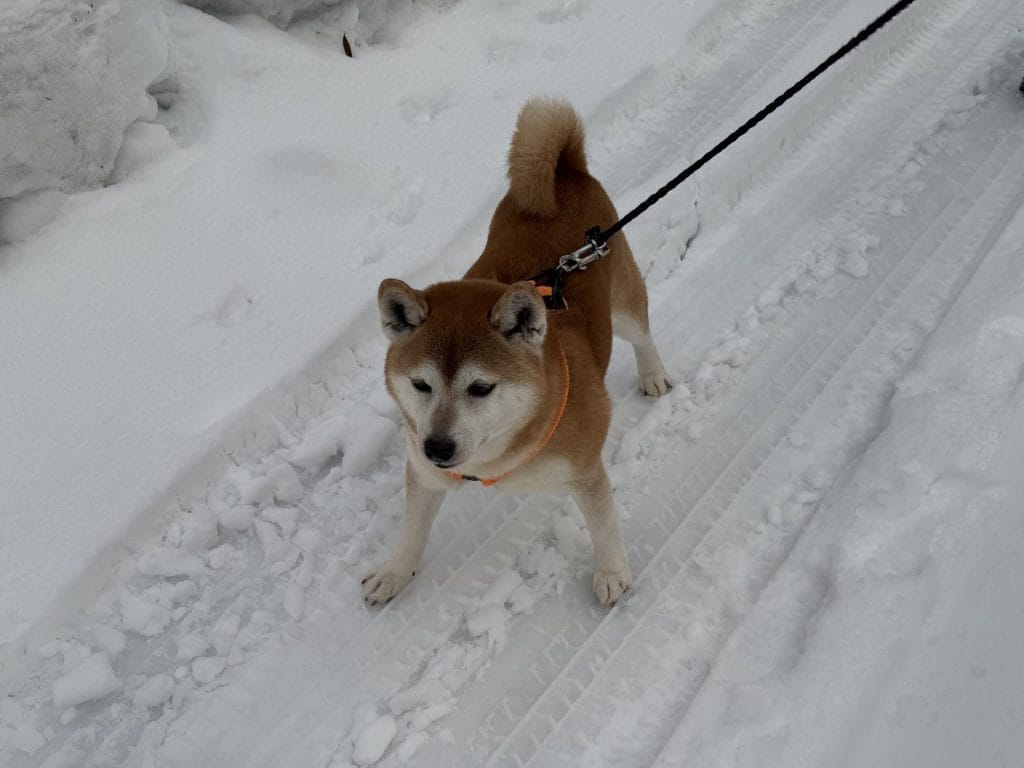 冬の朝、雪道で立ち止まる柴犬豆太郎