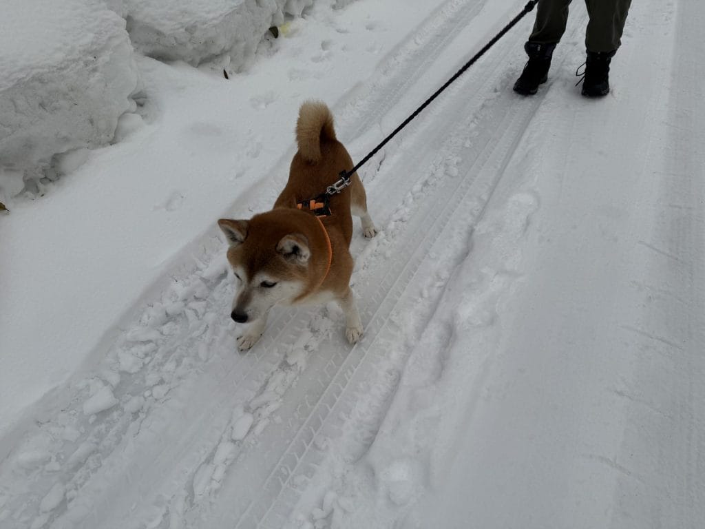 足跡が残る雪道の朝散歩