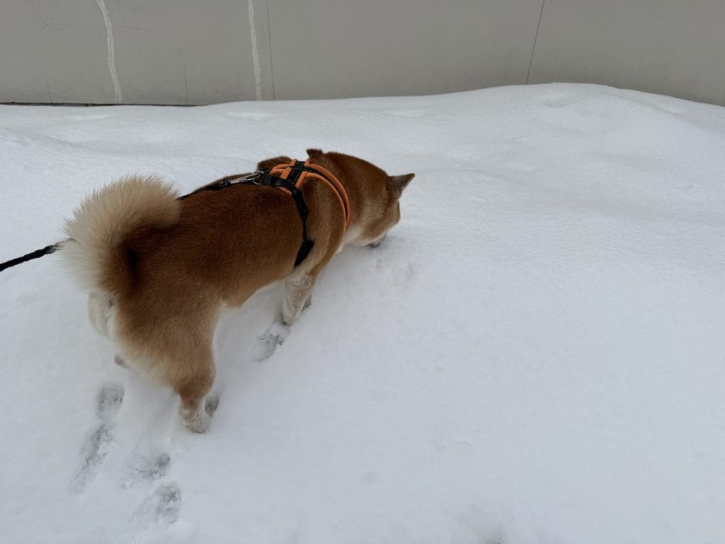 雪の上でにおいを確認する柴犬豆太郎