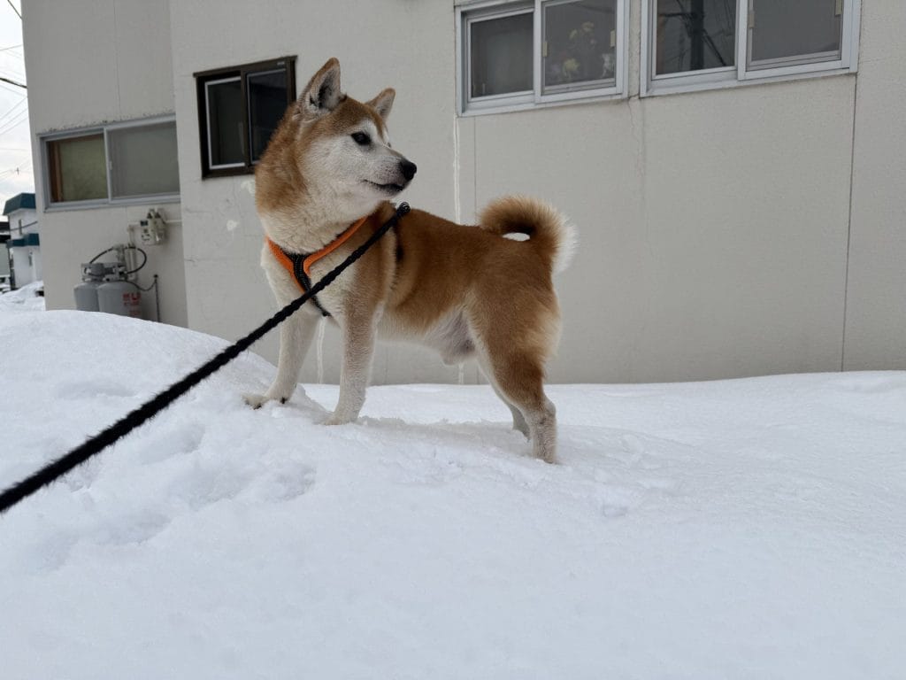 雪の上に立ち、遠くを見る柴犬豆太郎