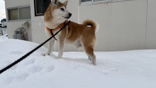 LIFE ⑦ | 豆太郎シリーズ 第3弾 冬の朝散歩 雪のにおいチェックが止まらない