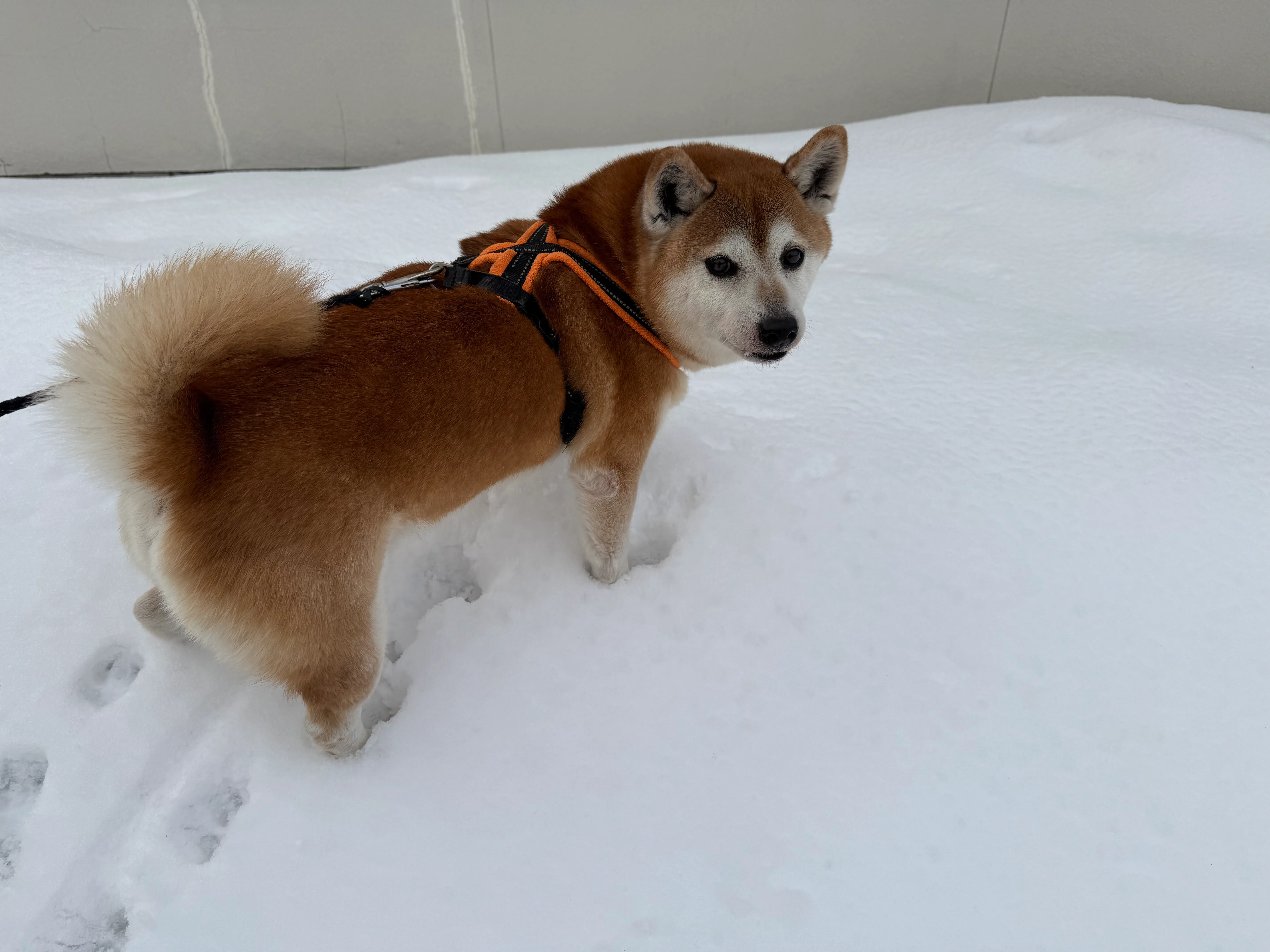 🐕LIFE｜豆太郎へ — ありがとう。これまでも、これからも、ずっと家族。—